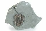 Prone Flexicalymene Trilobite - Indiana #282170-1